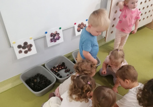 Dzieci segregują kasztany, szyszki i orzechy.