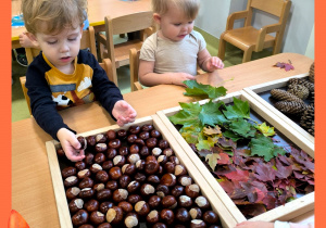 Dzieci siedzą przy stoliku. Na tackach sensorycznych rozłożone są kasztany, kolorowe liście i szyszki. Dzieci oglądają i dotykają.