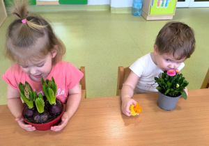 Antonina i Hania oglądają i wąchają wiosenne kwiatki w doniczkach.